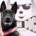 De cadela abandonada a estrela de Cannes: cachorrinha chilena Yuri ganha Palma Canina