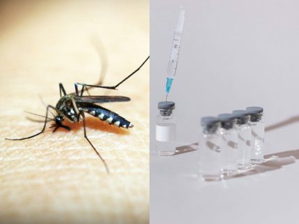 Alerta: Ministério da Saúde suspende vacina da dengue para investigar mortes